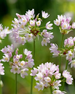 Allium roseum.jpg